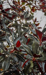 Preview wallpaper plant, branches, sunlight