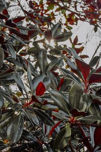 Preview wallpaper plant, branches, sunlight
