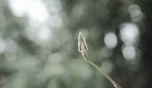 Preview wallpaper plant, bud, macro, stem, blur, bokeh