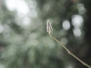 Preview wallpaper plant, bud, macro, stem, blur, bokeh