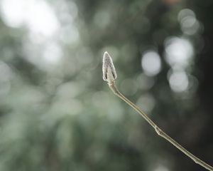 Preview wallpaper plant, bud, macro, stem, blur, bokeh