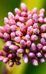 Preview wallpaper plant, buds, flower, macro, inflorescence