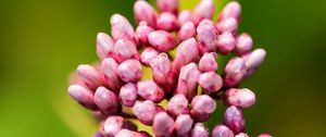 Preview wallpaper plant, buds, flower, macro, inflorescence