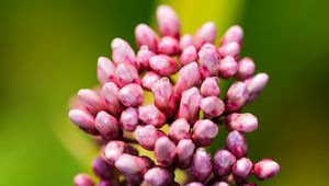 Preview wallpaper plant, buds, flower, macro, inflorescence