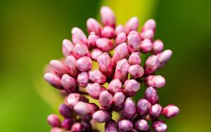 Preview wallpaper plant, buds, flower, macro, inflorescence