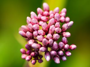 Preview wallpaper plant, buds, flower, macro, inflorescence