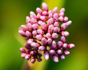 Preview wallpaper plant, buds, flower, macro, inflorescence