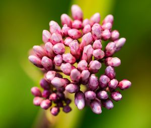 Preview wallpaper plant, buds, flower, macro, inflorescence