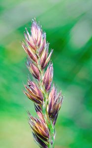 Preview wallpaper plant, buds, inflorescence, macro, blur