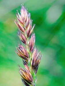 Preview wallpaper plant, buds, inflorescence, macro, blur