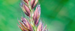 Preview wallpaper plant, buds, inflorescence, macro, blur