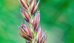 Preview wallpaper plant, buds, inflorescence, macro, blur