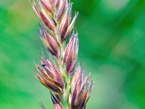 Preview wallpaper plant, buds, inflorescence, macro, blur