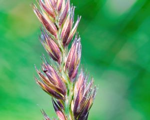 Preview wallpaper plant, buds, inflorescence, macro, blur