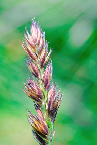 320x480 Wallpaper plant, buds, inflorescence, macro, blur