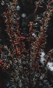 Preview wallpaper plant, bush, branches