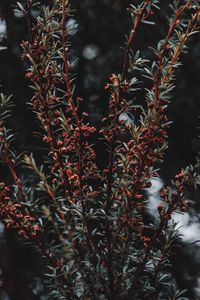 Preview wallpaper plant, bush, branches