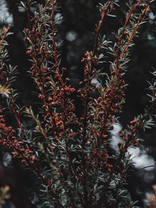 Preview wallpaper plant, bush, branches