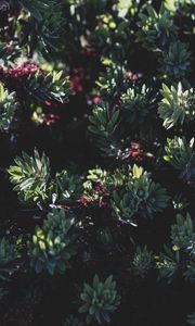 Preview wallpaper plant, bush, flowering, leaves