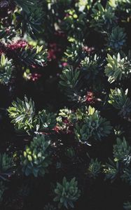 Preview wallpaper plant, bush, flowering, leaves