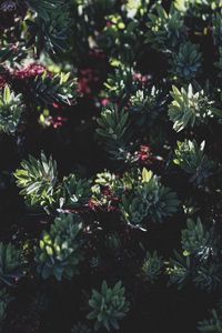 Preview wallpaper plant, bush, flowering, leaves