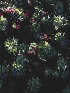 Preview wallpaper plant, bush, flowering, leaves