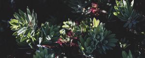 Preview wallpaper plant, bush, flowering, leaves