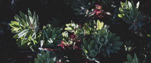 Preview wallpaper plant, bush, flowering, leaves