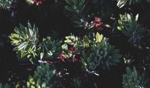 Preview wallpaper plant, bush, flowering, leaves