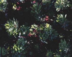 Preview wallpaper plant, bush, flowering, leaves