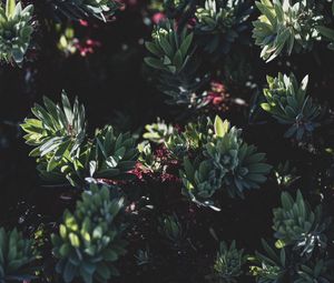 Preview wallpaper plant, bush, flowering, leaves