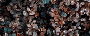 Preview wallpaper plant, bush, leaves, dew, drops, wet
