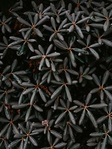 Preview wallpaper plant, bush, leaves, exotic, closeup