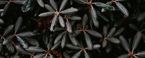 Preview wallpaper plant, bush, leaves, exotic, closeup