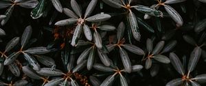 Preview wallpaper plant, bush, leaves, exotic, closeup