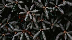 Preview wallpaper plant, bush, leaves, exotic, closeup