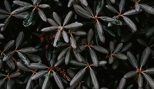 Preview wallpaper plant, bush, leaves, exotic, closeup