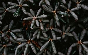 Preview wallpaper plant, bush, leaves, exotic, closeup