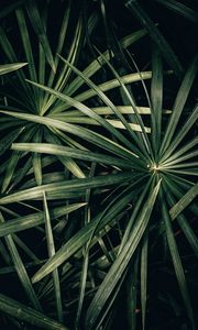 Preview wallpaper plant, bush, leaves, green, macro