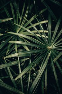 Preview wallpaper plant, bush, leaves, green, macro
