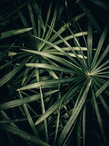 Preview wallpaper plant, bush, leaves, green, macro