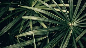 Preview wallpaper plant, bush, leaves, green, macro