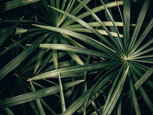 Preview wallpaper plant, bush, leaves, green, macro