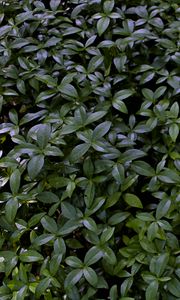 Preview wallpaper plant, bush, leaves, macro