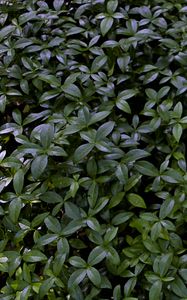 Preview wallpaper plant, bush, leaves, macro