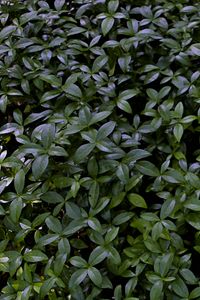 Preview wallpaper plant, bush, leaves, macro