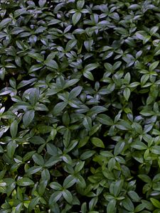Preview wallpaper plant, bush, leaves, macro