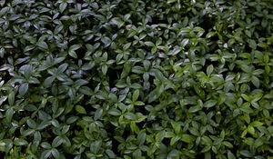 Preview wallpaper plant, bush, leaves, macro