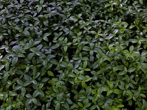 Preview wallpaper plant, bush, leaves, macro