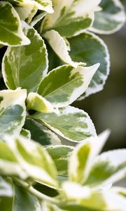 Preview wallpaper plant, bush, leaves, macro, green